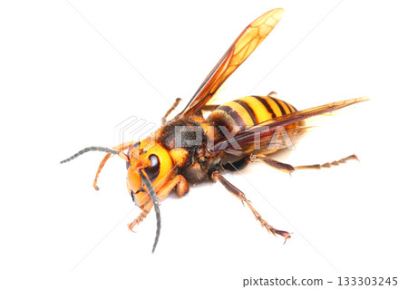 Male giant hornet 133303245