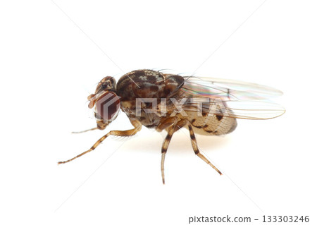 Spotted fruit fly (Drosophila malakii) 133303246