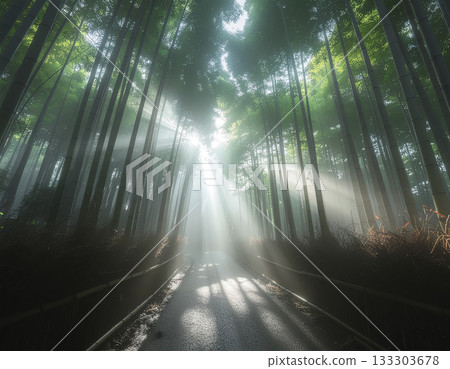 寧靜的日式背景，一片籠罩在薄霧中的竹林。 133303678