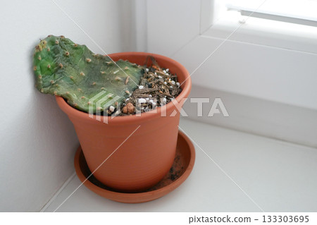 Dying Opuntia Cactus from Overwatering and Neglect Dying Opuntia Cactus from Overwatering and Neglect 133303695