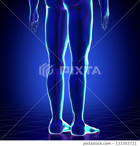Male anatomy - close-up on legs - 3d illustration 133303721