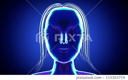 Female anatomy - head - 3d illustration Female anatomy - head - 3d illustration 133303759