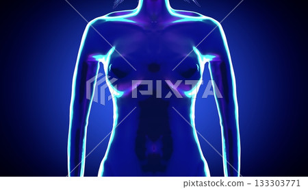 Female anatomy - close-up on breasts - 3d illustration 133303771