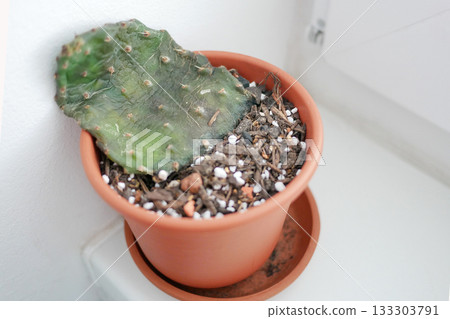 Dying Opuntia Cactus from Overwatering and Neglect Dying Opuntia Cactus from Overwatering and Neglect 133303791