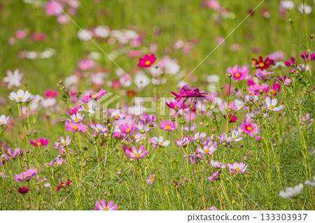 Cosmos fields at Mitsukawa Yumenooka Park in Fukuroi City (Shizuoka Prefecture) 133303937