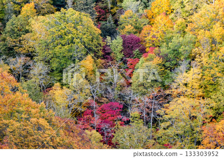 The dead leaves of deciduous trees turn into humus, creating forests, and the nuts help animals. Broadleaf and coniferous trees thrive in the bright autumn sunshine. The dead leaves of deciduous trees turn into humus, creating forests, and the nuts help animals. Broadleaf and coniferous trees thrive in the bright autumn sunshine. 133303952