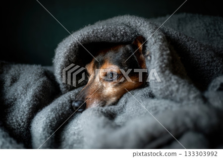 Cozy dog rests snugly in a warm blanket Cozy dog rests snugly in a warm blanket 133303992