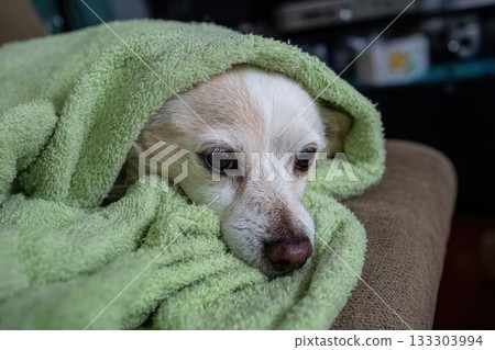 Dog resting under a green blanket at home 133303994