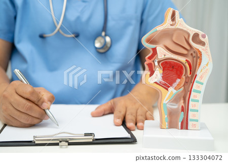 Asian doctor with nasal oral throat cavity neck human anatomy model for study diagnosis and treatment in hospital. Asian doctor with nasal oral throat cavity neck human anatomy model for study diagnosis and treatment in hospital. 133304072