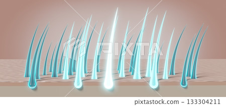 Hair follicles - regeneration concept - 3D illustration 133304211