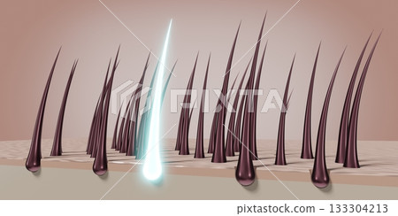 Hair follicles - regeneration concept - 3D illustration 133304213