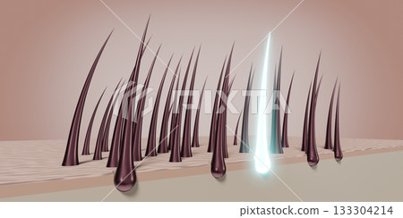Hair follicles - regeneration concept - 3D illustration 133304214