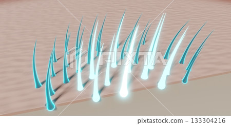 Hair follicles - regeneration concept - 3D illustration Hair follicles - regeneration concept - 3D illustration 133304216