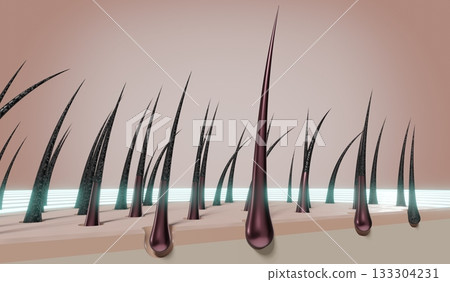 Hair follicles - regeneration concept - 3D illustration 133304231