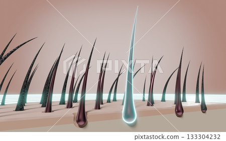 Hair follicles - regeneration concept - 3D illustration 133304232