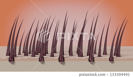 Healthy hair follicles and skin under microscope - 3D illustration 133304491