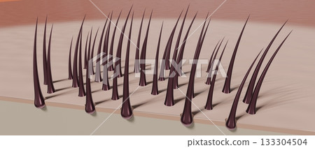Healthy hair follicles and skin under microscope - 3D illustration 133304504