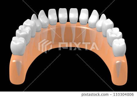 Set of healthy human teeth and gum - 3D illustration Set of healthy human teeth and gum - 3D illustration 133304806