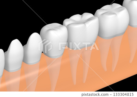 Healthy human teeth in gum - 3D illustration Healthy human teeth in gum - 3D illustration 133304815