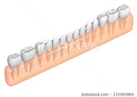 Set of healthy human teeth and gum - 3D illustration Set of healthy human teeth and gum - 3D illustration 133304864