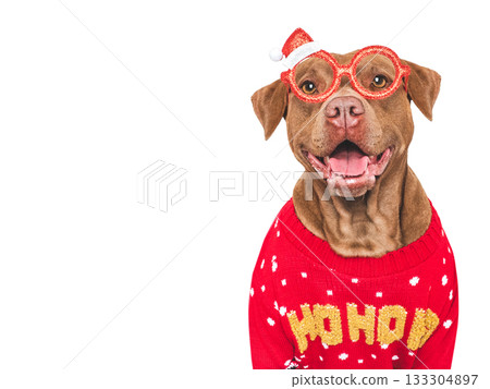 Merry Christmas and Happy New Year. Charming dog Merry Christmas and Happy New Year. Charming dog 133304897