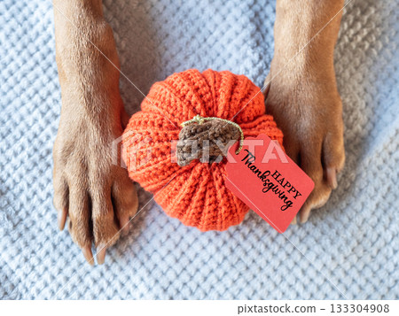 Happy Thanksgiving. Dog's paws and yellow pumpkin Happy Thanksgiving. Dog's paws and yellow pumpkin 133304908
