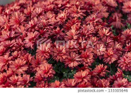 chrysanthemum flowers on a city street chrysanthemum flowers on a city street 133305646