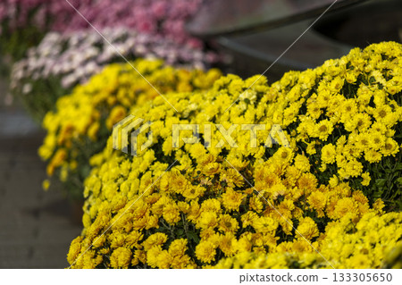 chrysanthemum flowers on a city street chrysanthemum flowers on a city street 133305650