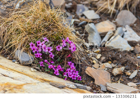 Moss campion or cushion pink (Silene acaulis) in the Swiss Alps Moss campion or cushion pink (Silene acaulis) in the Swiss Alps 133306231
