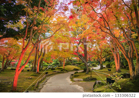 Yushien Garden - Autumn foliage illumination Yushien Garden - Autumn foliage illumination 133306322