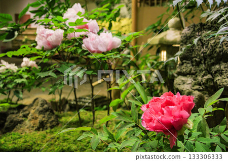 Yushien Garden - Autumn foliage illumination Yushien Garden - Autumn foliage illumination 133306333