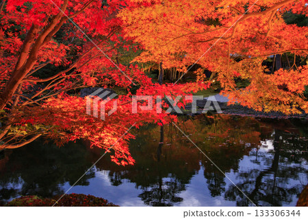 Yushien Garden - Autumn foliage illumination Yushien Garden - Autumn foliage illumination 133306344