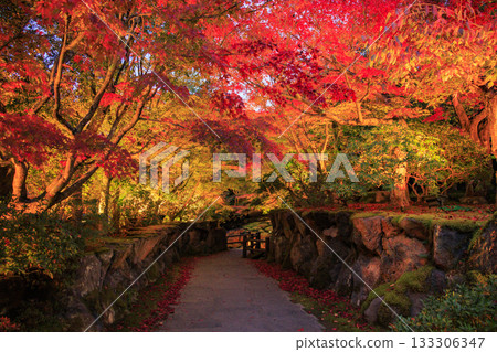 Yushien Garden - Autumn foliage illumination 133306347