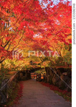 Yushien Garden - Autumn foliage illumination 133306348