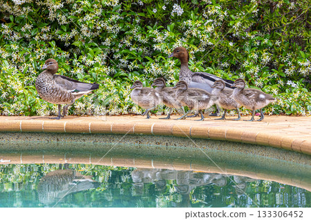 A family of Australian Wood Ducks walking around in the sunshine 133306452