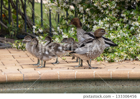 A family of Australian Wood Ducks walking around in the sunshine 133306456
