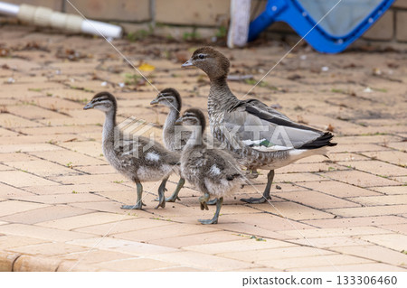 A family of Australian Wood Ducks walking around in the sunshine A family of Australian Wood Ducks walking around in the sunshine 133306460