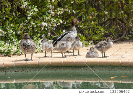 A family of Australian Wood Ducks walking around in the sunshine 133306462