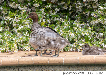 A family of Australian Wood Ducks walking around in the sunshine 133306464