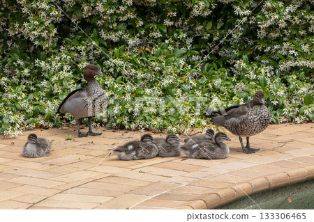 A family of Australian Wood Ducks walking around in the sunshine 133306465