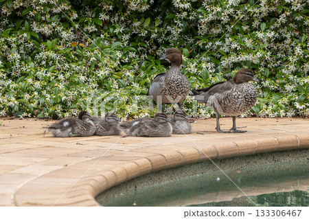 A family of Australian Wood Ducks walking around in the sunshine 133306467