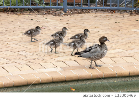 A family of Australian Wood Ducks walking around in the sunshine 133306469