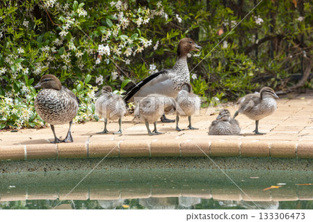 A family of Australian Wood Ducks walking around in the sunshine 133306473
