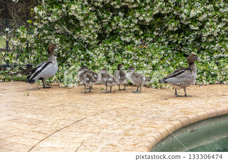 A family of Australian Wood Ducks walking around in the sunshine 133306474