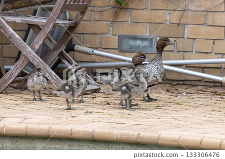 A family of Australian Wood Ducks walking around in the sunshine 133306476