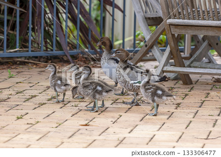 A family of Australian Wood Ducks walking around in the sunshine 133306477