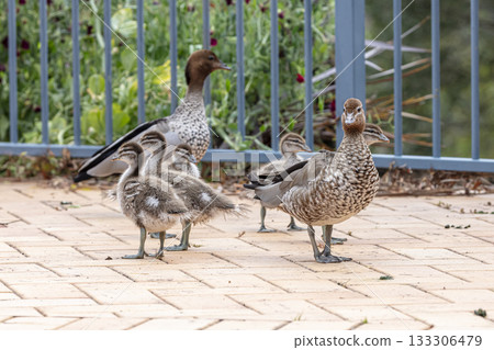 A family of Australian Wood Ducks walking around in the sunshine 133306479