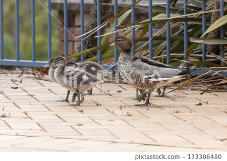 A family of Australian Wood Ducks walking around in the sunshine 133306480