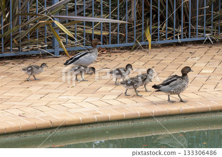 A family of Australian Wood Ducks walking around in the sunshine 133306486