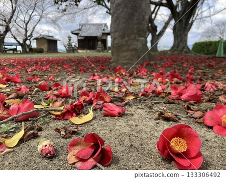 紅山茶花 133306492